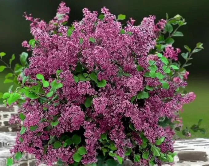 Red Pixie Lilac Live Bare Root Plant 6+ Inches - Aromatic Red-Pink Blooms, Dwarf Shrub - Syringa pubescens subsp. julianae