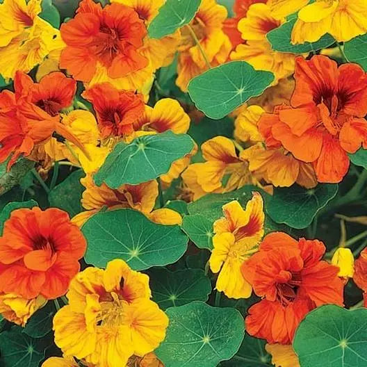 Dwarf Nasturtium Seeds Mix - 25 Non-GMO Edible Flower Seeds - Pollinator Attractor - Tropaeolum majus