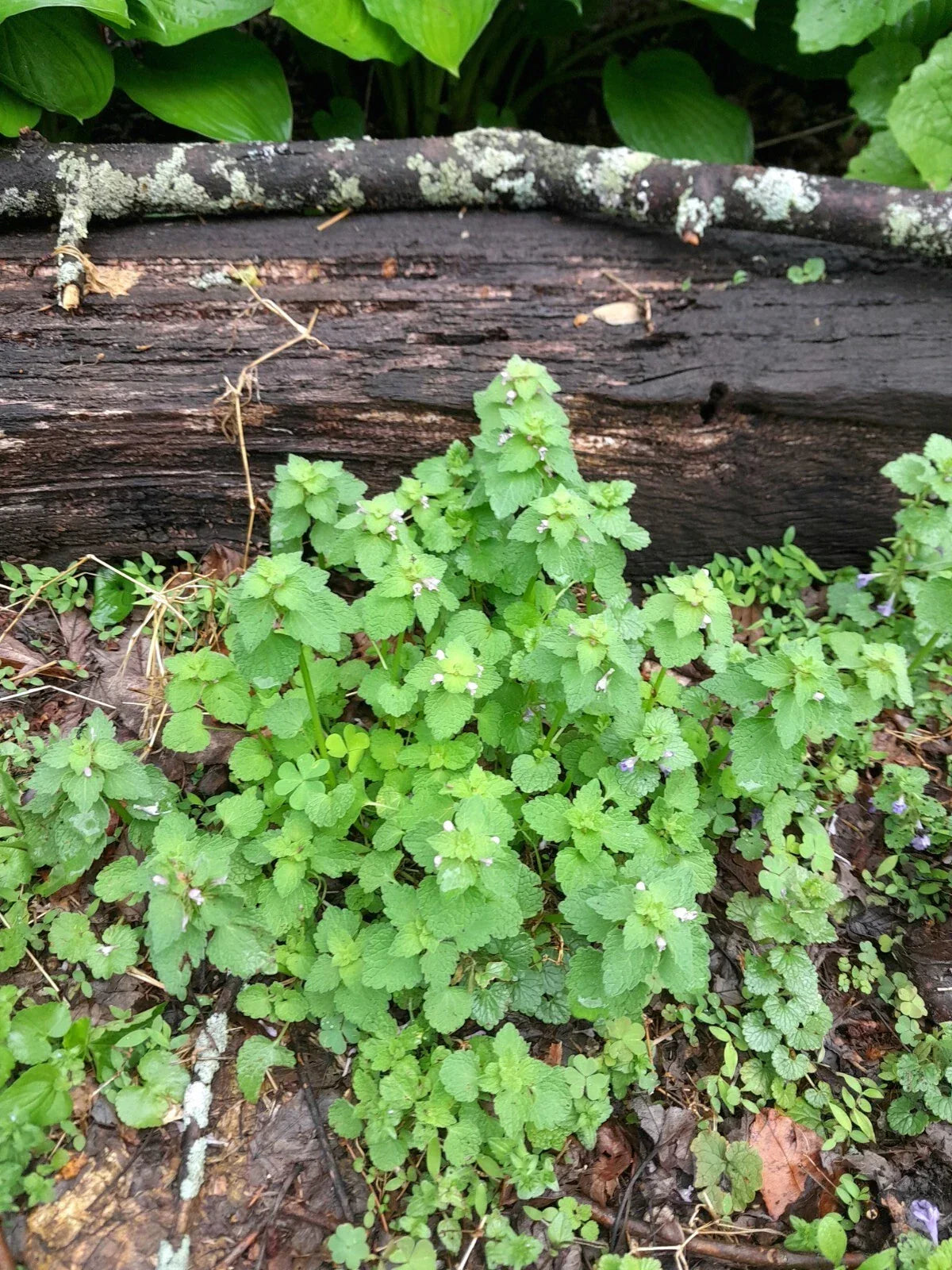 Live Purple Dead Nettle Plants 5-Pack Bare Root Lamium purpureum - Hardy, Self-Seeding, Pollinator-Friendly Garden Plant