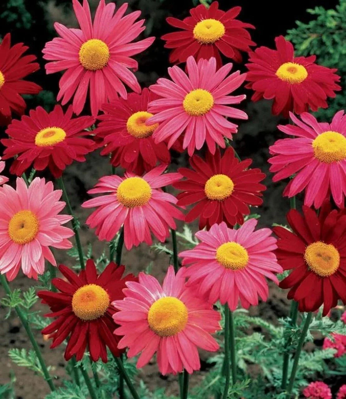 Painted Daisy Seeds - 200+ Count - Colorful Garden Flowers - Leucanthemum x superbum - Easy to Grow, Non-GMO