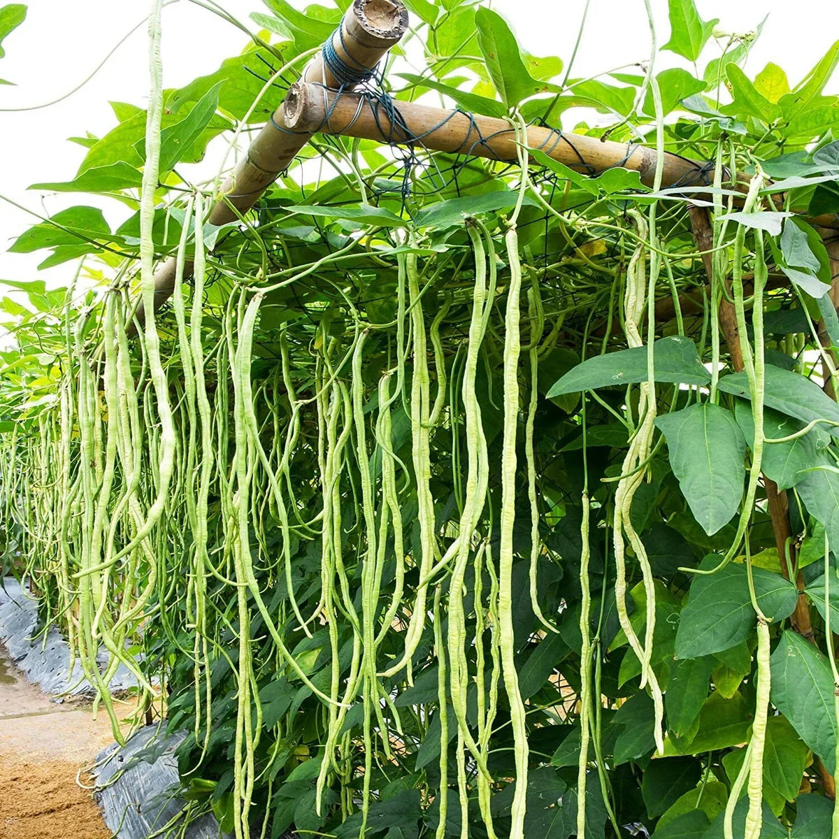 Cow Pea Seeds - 50 Non-GMO Seeds for Planting, Vigna unguiculata, Made in USA, Ideal for Home Garden and Sustainable Agriculture