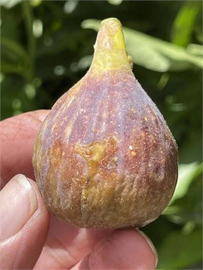 Fig Cutting - 8 Inch Dominick's Variety - Ficus carica - High-Quality Propagation Cutting with Multiple Nodes