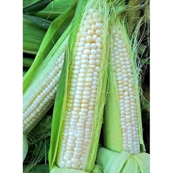 Silver King Sweet Corn Seeds - Pack of 100 - Non-GMO Heirloom - Zea mays - Perfect for Home Gardens and Small Farms