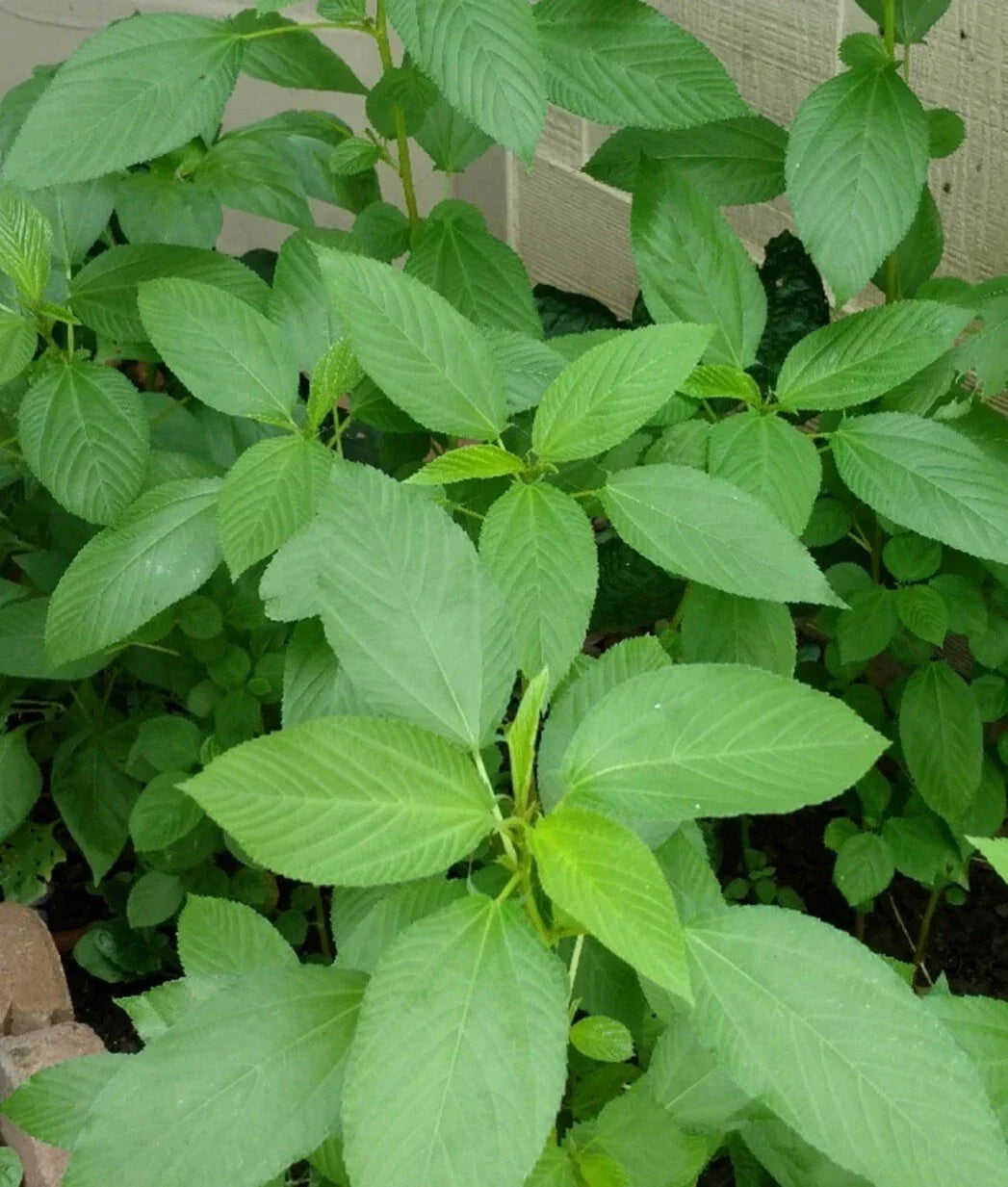 Egyptian Spinach Seeds - 200+ Seeds, Saluyot Jute, Molokhia, Corchorus olitorius - Non-GMO, Nutrient-Rich Greens for Gardening