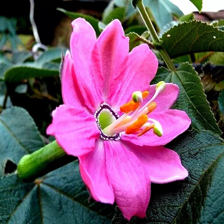 10 Banana Passionfruit Seeds - Rare Fast Flowering Vine - Passiflora Mollissima - Exotic Garden Plant for Indoor/Outdoor Cultivation
