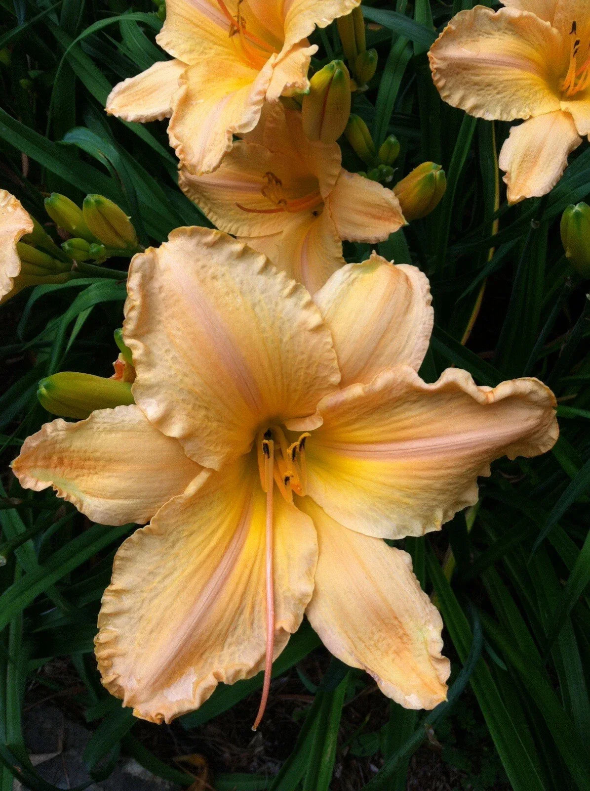 Yellow Daylily Bare Root Plant - Yellow Apricot Blooms - Hemerocallis 'Clif Hayes' - 7.5" Flowers - Perennial Garden Favorite