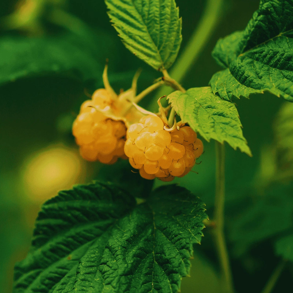 Double Gold Raspberry Canes - Bare Root 1-Year-Old - Rubus idaeus 'Double Gold' - Sweet Golden Raspberries for Home Gardens