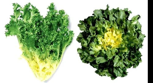 Giant Batavian Endive Seeds - 200 Pack - Creamy White Heart, Buttery Flavor - Cichorium endivia - Organic Gardening Seeds