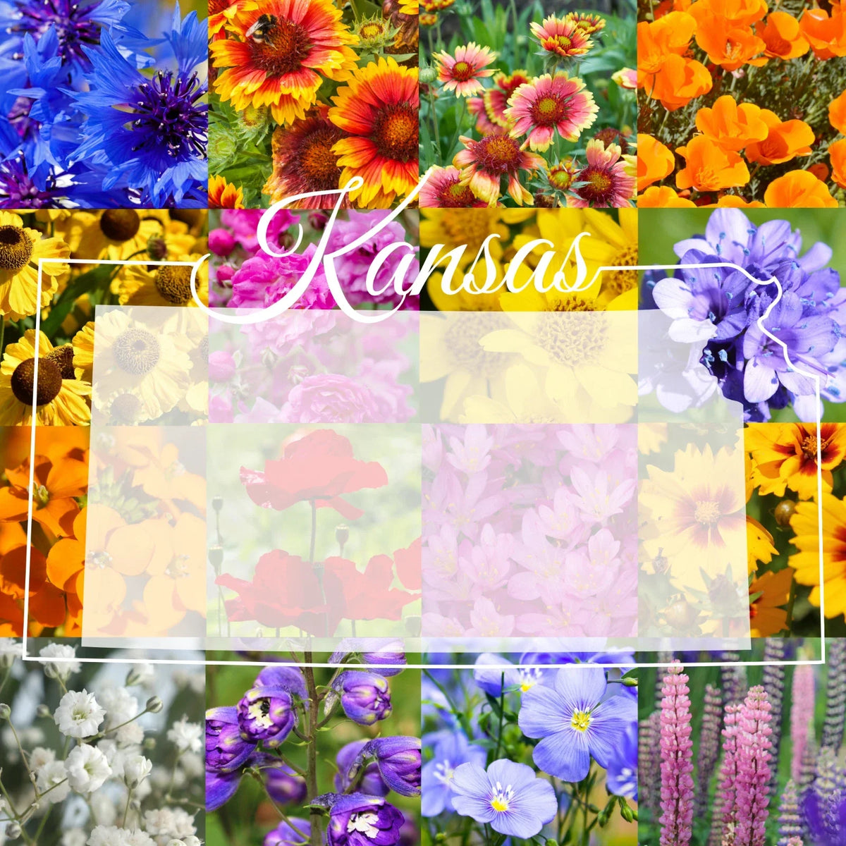 Wildflower Seed Mix 1/4 Pound - Western Kansas Native Blend, Bulk Eco-Friendly Seeds, Covers 800 sq ft, Various Species