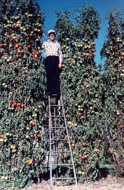 Trip L Crop Tomato Seeds - 30+ Rare Non-GMO Seeds for Vertical Gardening - Solanum lycopersicum - Ideal for Home Gardens
