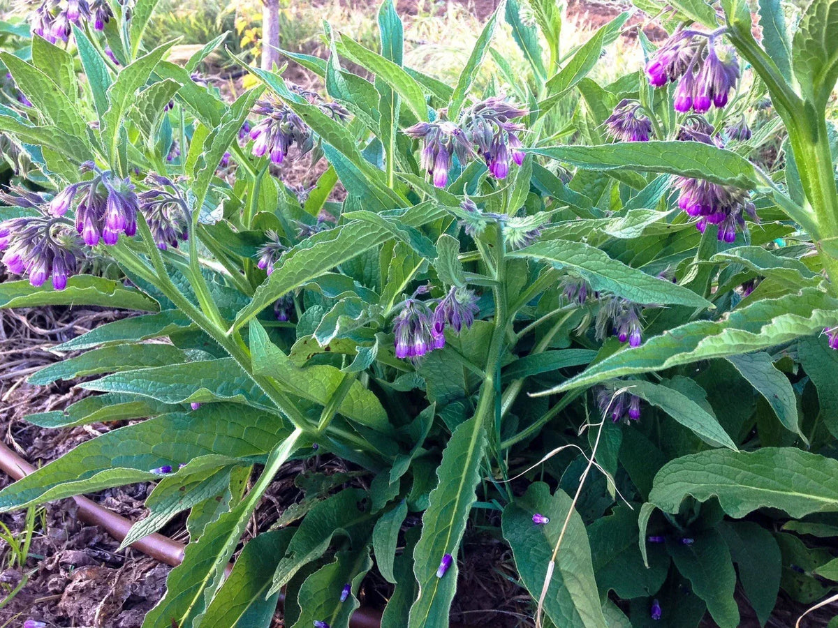 Organic Common Comfrey Plants - Pesticide-Free - Permaculture Companion - Symphytum officinale - Eco-Friendly Gardening