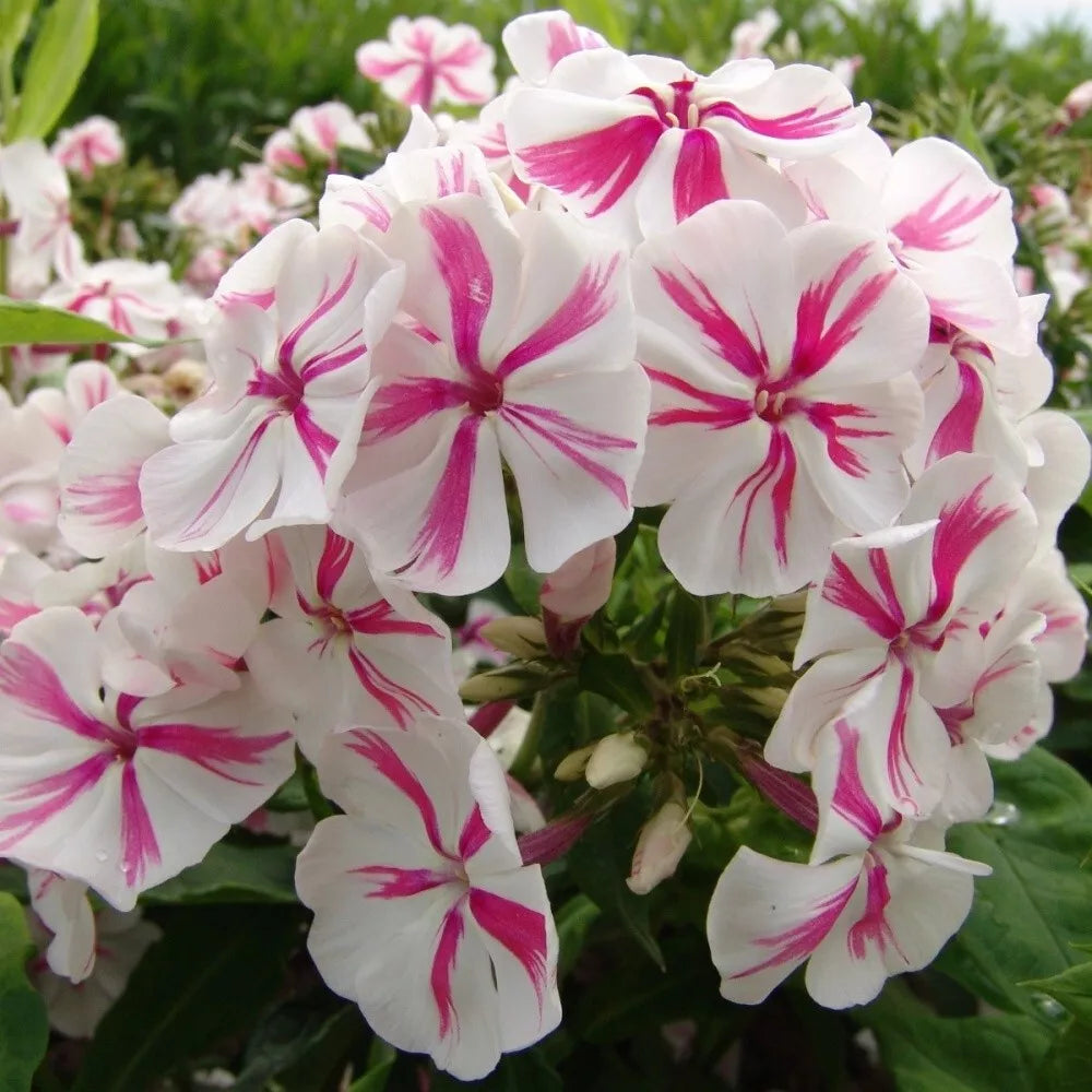 50 Twister Phlox Seeds - Perennial Flower Seeds for Butterfly Gardens - Phlox paniculata - Vibrant Blooms - US Seller
