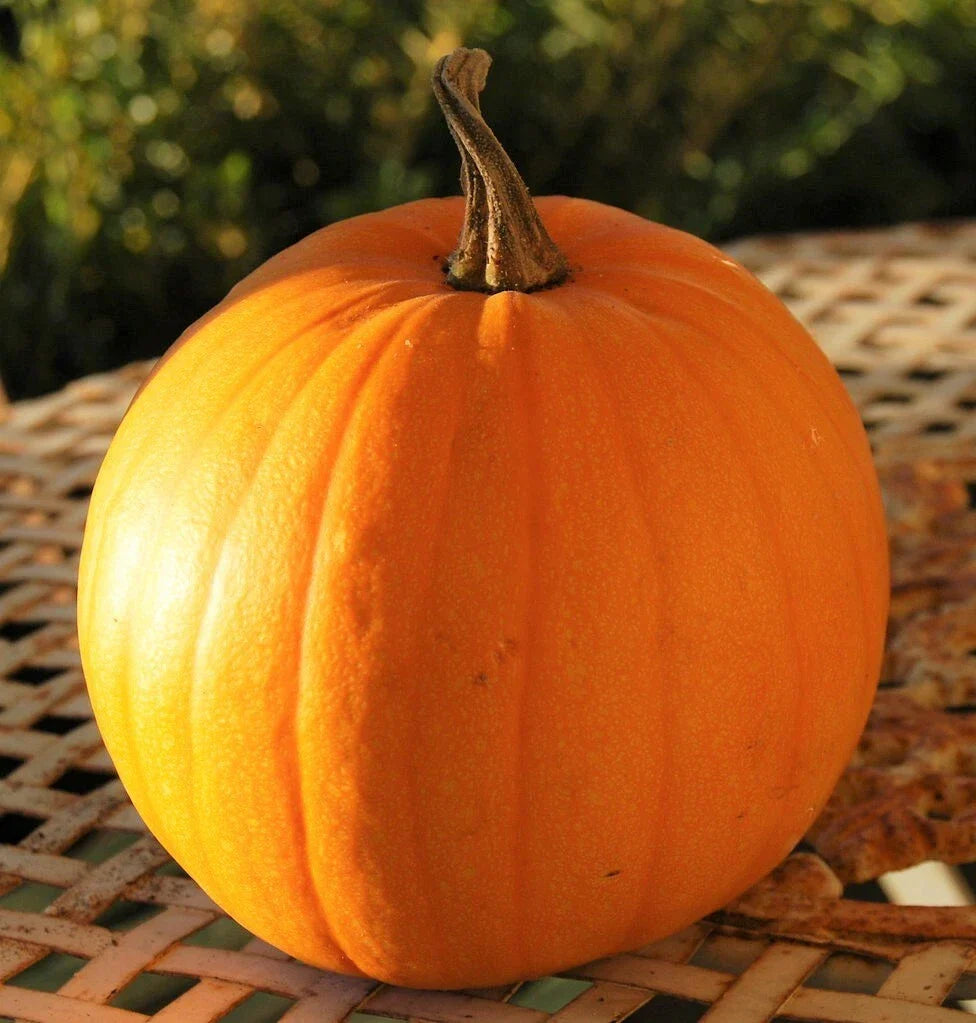 Connecticut Field Pumpkin Seeds | Heirloom Vegetable Seeds | Cucurbita pepo | Non-GMO | Great for Carving and Baking
