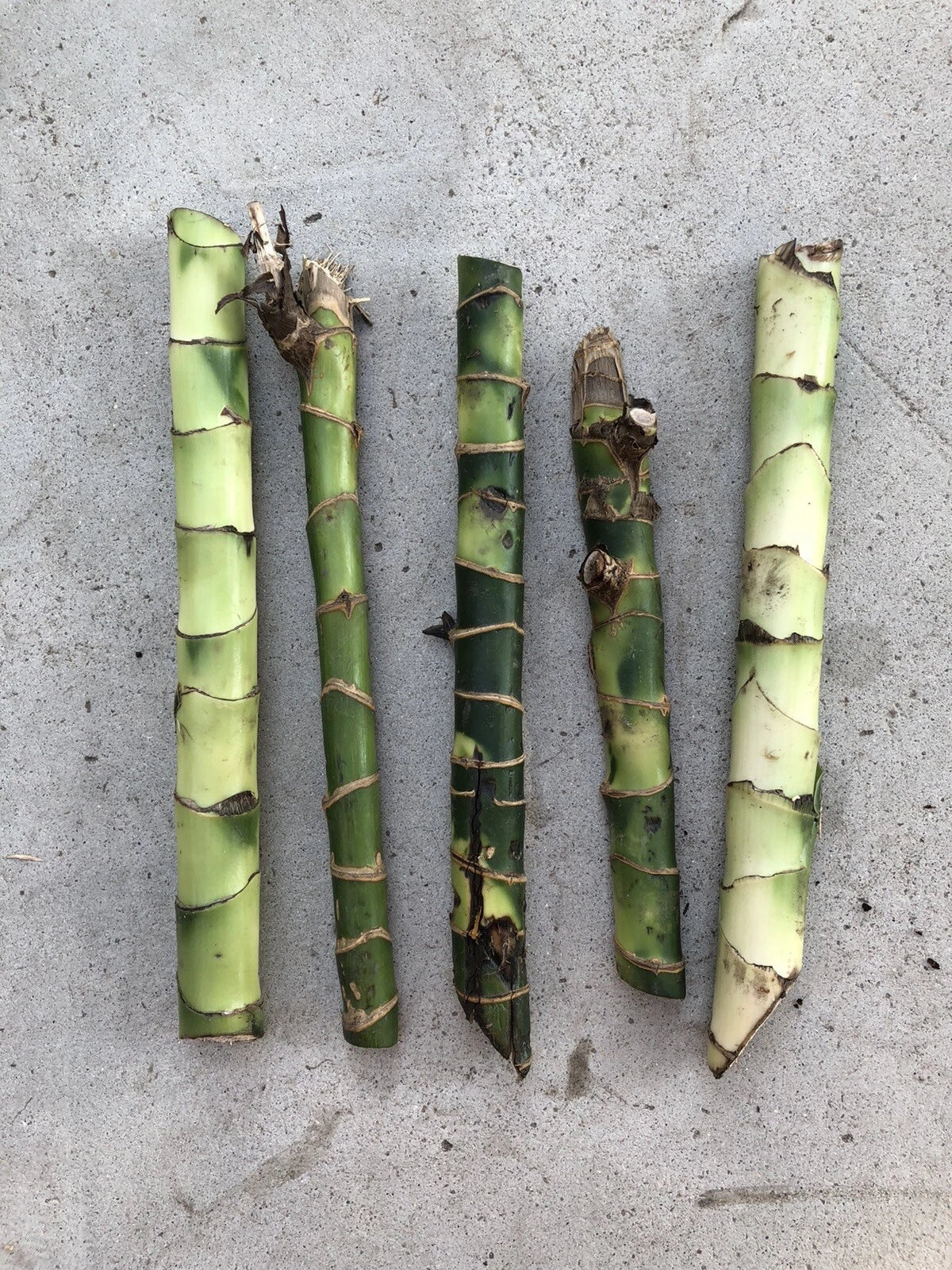 Fresh Cuttings of Dracaena Fragrans - 5 Easy Indoor House Plants, Corn Plant, No Root Needed for Indoor Gardening