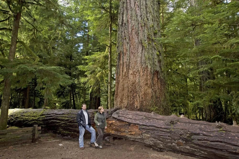 50 Western Red Cedar Tree Seeds for Planting, Thuja plicata, Long-Lived Evergreen, Native to North America