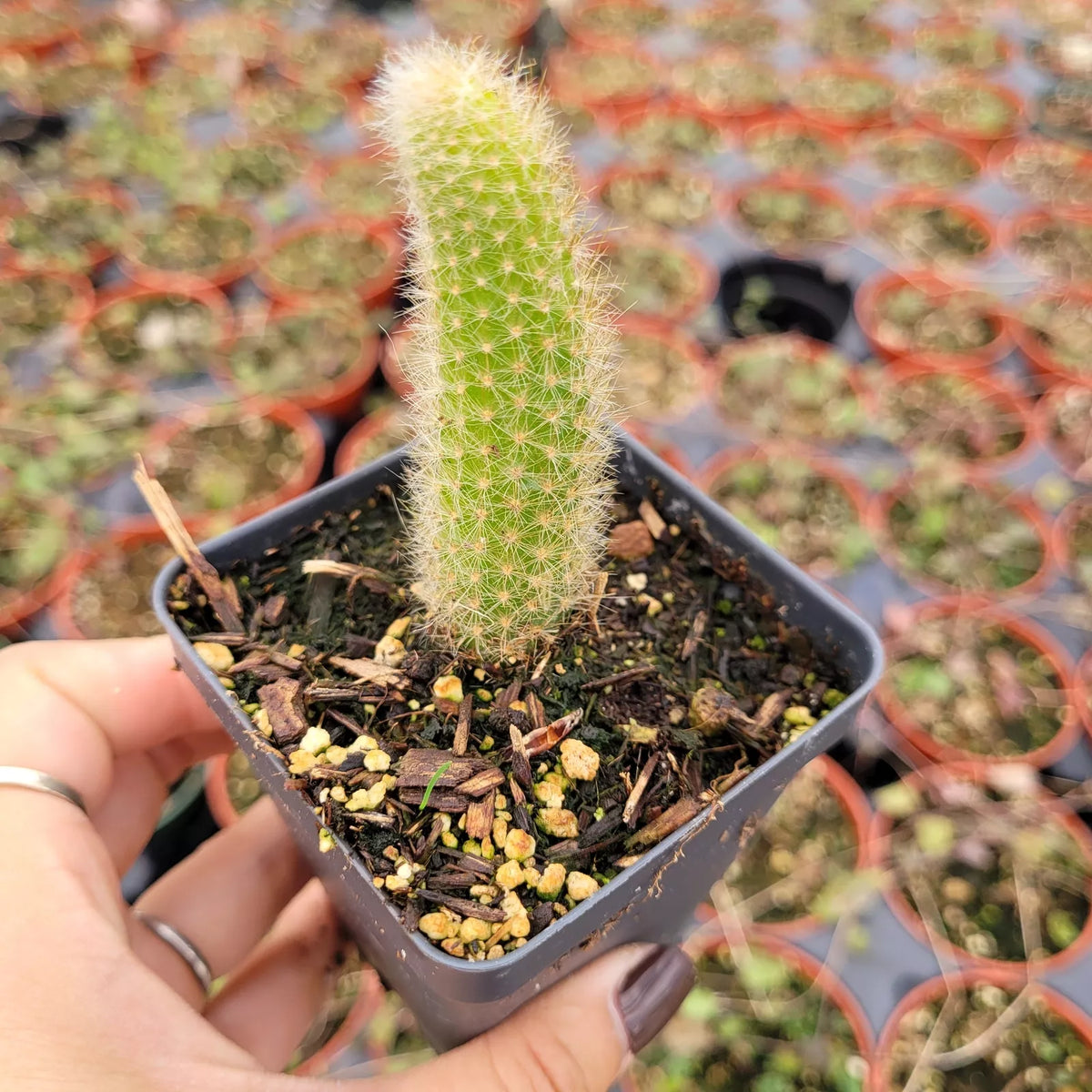 Monkey Tail Cactus 4 Inch Hildewintera colademononis Succulent - Unique Textured Green Foliage for Indoor or Outdoor Display