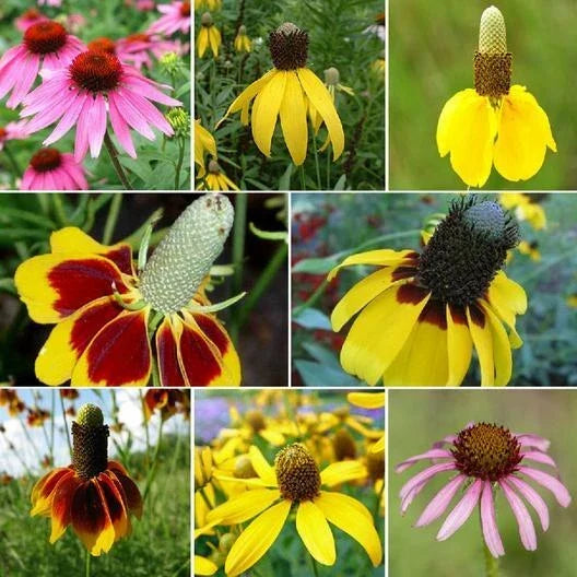 Coneflower Seed Mix - 1500+ Seeds - Echinacea Perennials - Attracts Pollinators - Conehead Variety - Garden Flower Seeds