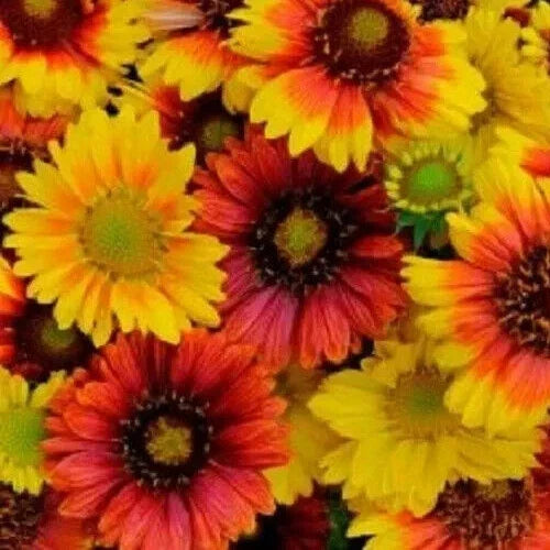 Gaillardia Seeds - 10 Seeds - Mesa Mix Blanket Flower (Gaillardia grandiflora) - Colorful Drought-Tolerant Garden Flowers