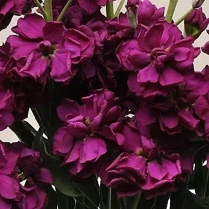 Stock Seeds 500 Count Katz Purple Matthiola incana - Vibrant Purple Blooms for Gardens and Pollinators