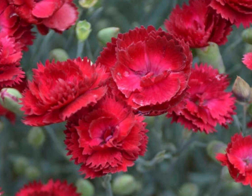 Bareroot Dianthus Plant - Pretty Poppers Electric Red - Full Sun, Low Maintenance, Native to USA - Dianthus spp.