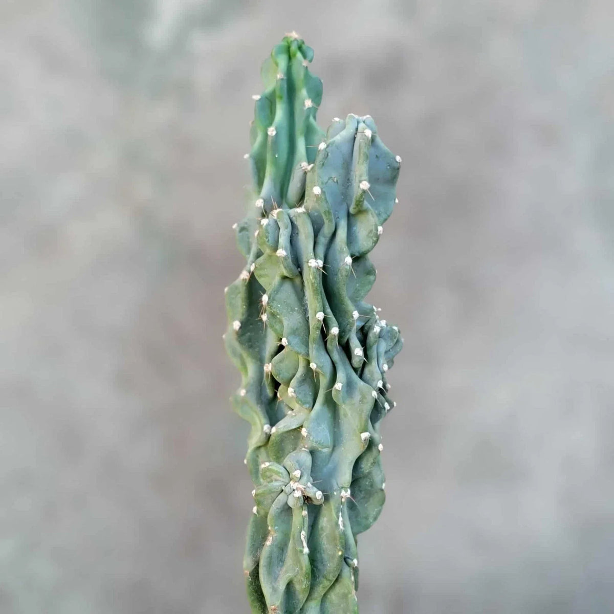 Peruvian Apple Cactus Plant - Unique Monstrose Variety - Cereus peruvianus var. monstrose - Indoor/Outdoor Succulent