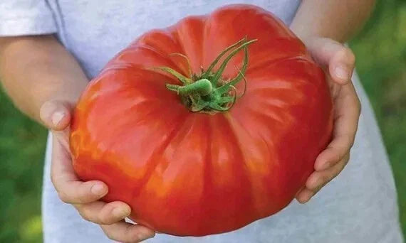 Mortgage Lifter Tomato Seeds - 30+ Organic Non-GMO Heirloom Seeds - Solanum lycopersicum - Large Juicy Tomatoes for Gardening