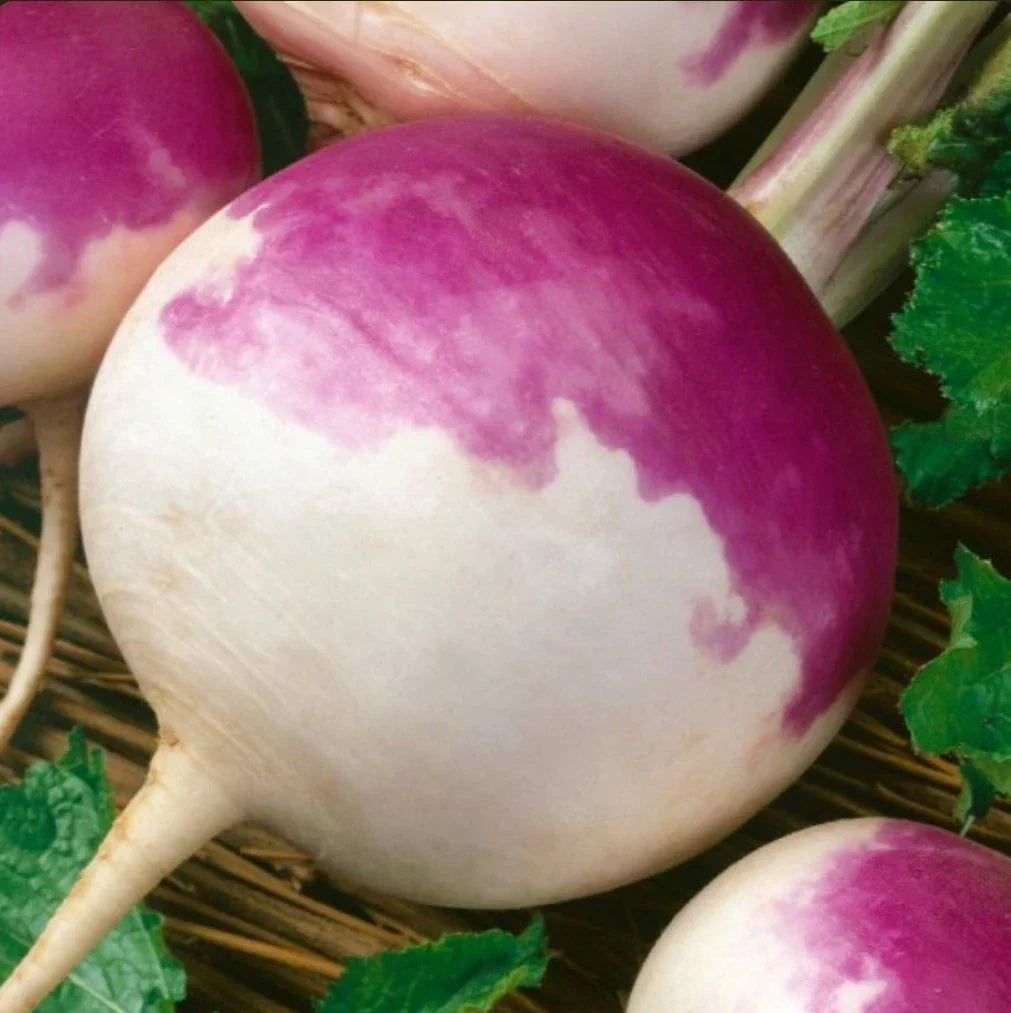 Turnip Seeds 2000 Count Non-GMO Purple Top White Heirloom Brassica rapa - Easy to Grow, Nutrient-Rich Garden Vegetables