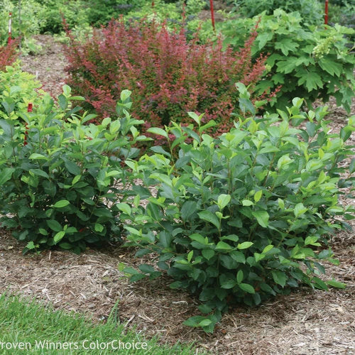 Aronia Black Chokeberry Cuttings Set of 12 Unrooted, Fruit-Bearing Shrub, Aronia melanocarpa, Hardy Garden Plant