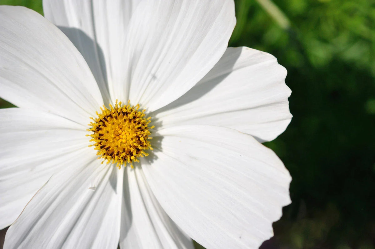 Cosmos Seeds - 210 Count - White Psycho Flower - Cosmos bipinnatus - Non-GMO Annual for Garden & Cutting - Free Shipping