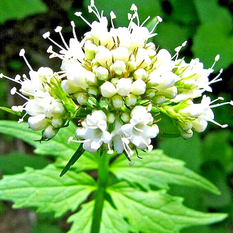 Valerian Seeds - 200+ Perennial Herb for Medicinal Use - Valeriana officinalis - Easy to Grow, Attracts Pollinators