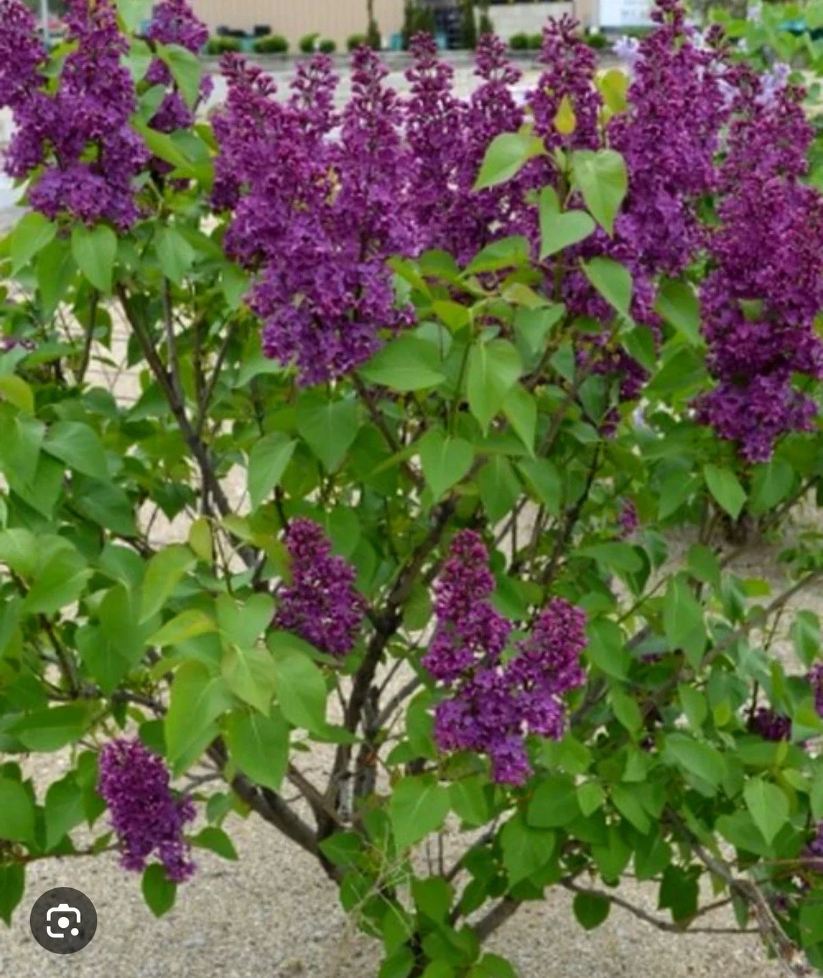 Congo Lilac Starter Plant 4-8” Tall Purple Flowering Shrub Syringa Vulgaris Well-Rooted Garden Plant