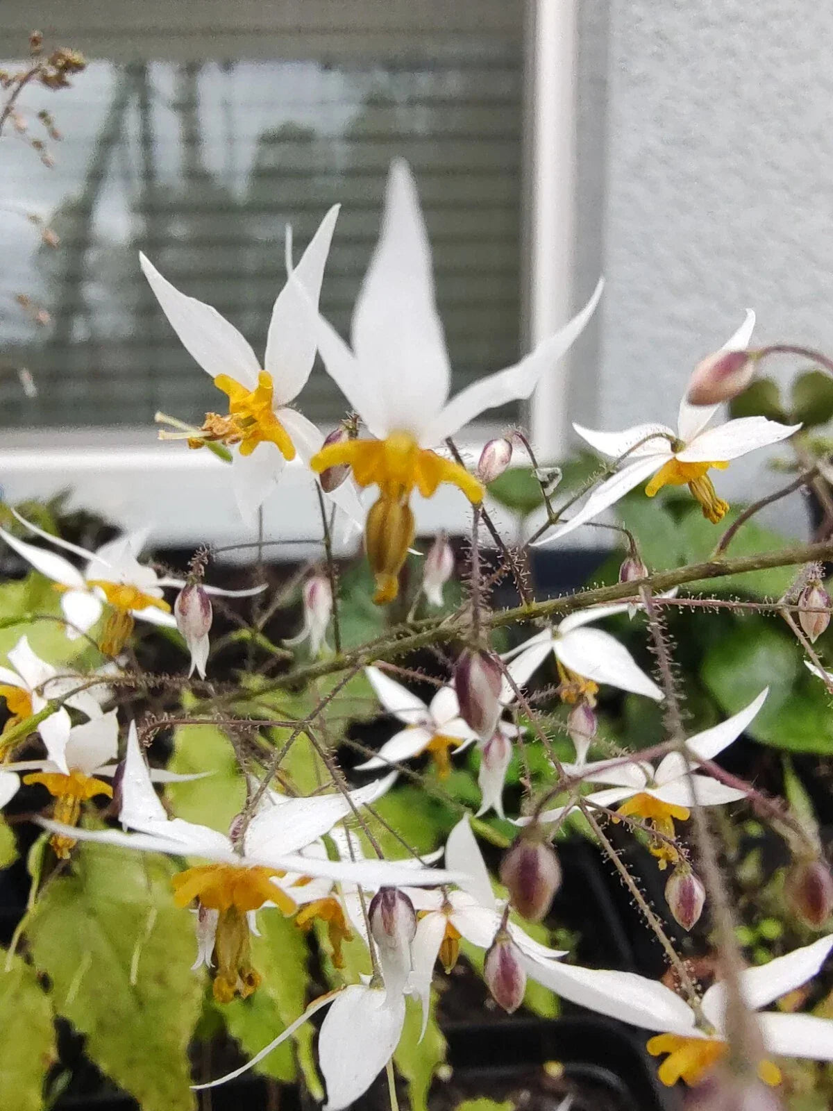 Epimedium Plant - Potted Drought Tolerant Perennial Ground Cover - Barrenwort - Epimedium spp. - Shady Garden Choice