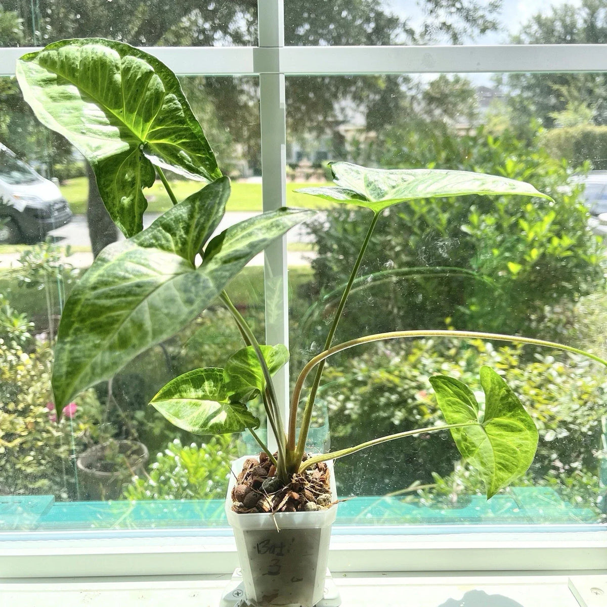 Potted Syngonium Batik #3 Plant - Variegated Arrowhead Plant - Syngonium podophyllum - Easy Care Indoor Houseplant