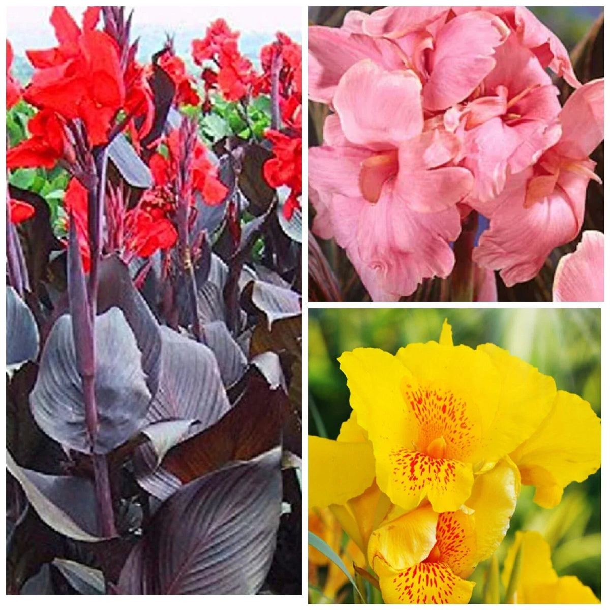 Canna Lily Plants - Mixed Colors - Tall Variety - Canna indica - Attracts Hummingbirds & Butterflies - Starter Plants (3 Pack)