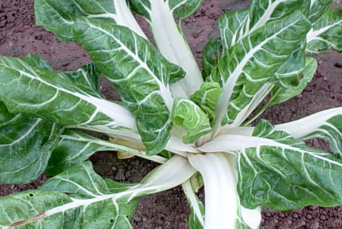 Swiss Chard Seeds 100 Ct Heirloom Large White Ribbed NON-GMO Beta vulgaris for Garden & Culinary Use