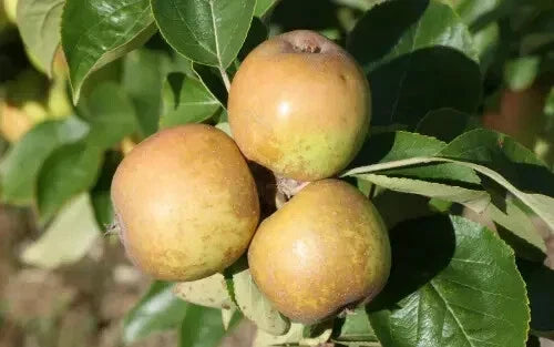 Brown Snout Apple Seeds - 25+ Organic Seeds for Garden Planting - Malus domestica - USA Grown, Non-GMO, Free Shipping