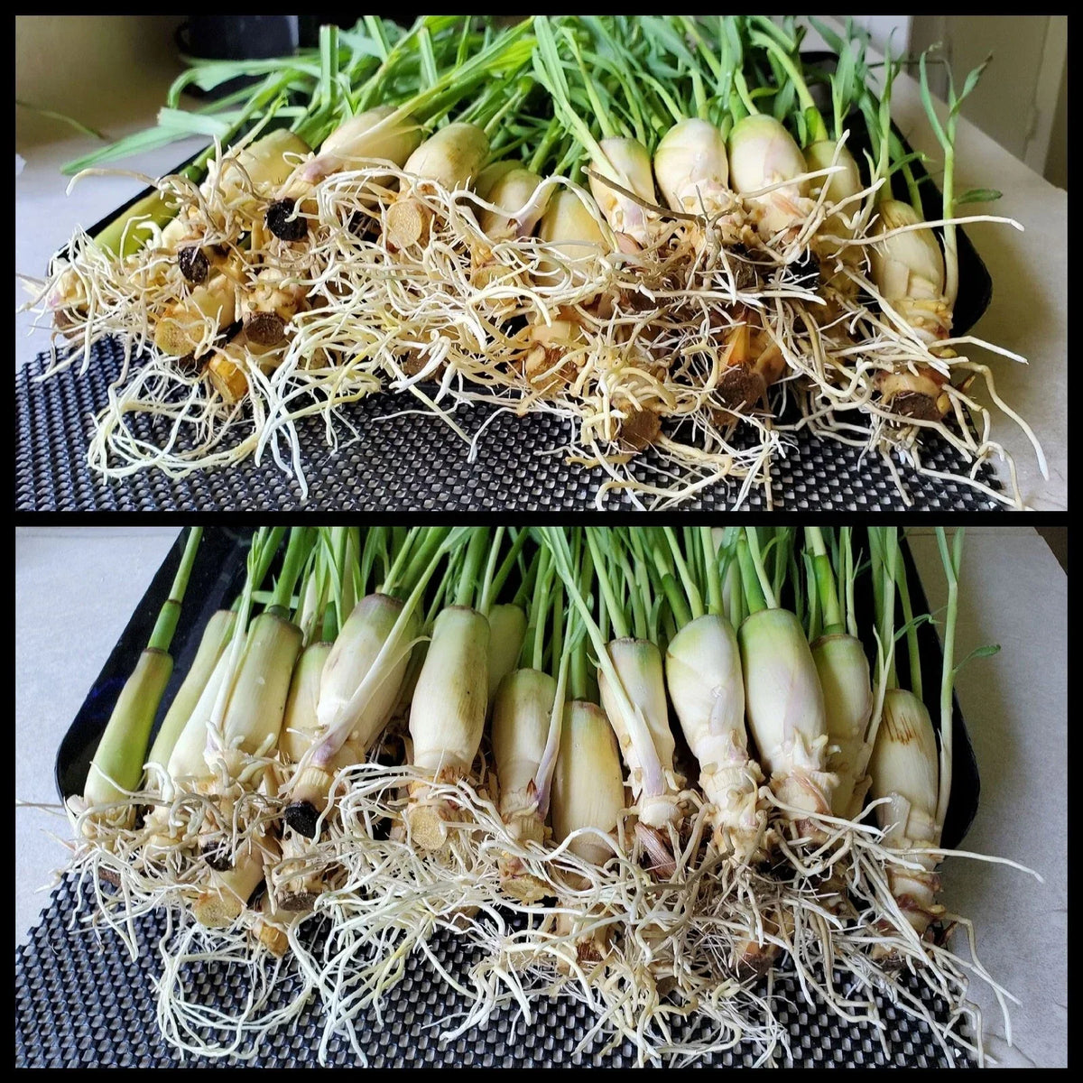 Lemongrass Stalks 5-8 inches - 10 Ready to Plant Stalks - Cymbopogon citratus - Easy to Grow Aromatic Herb
