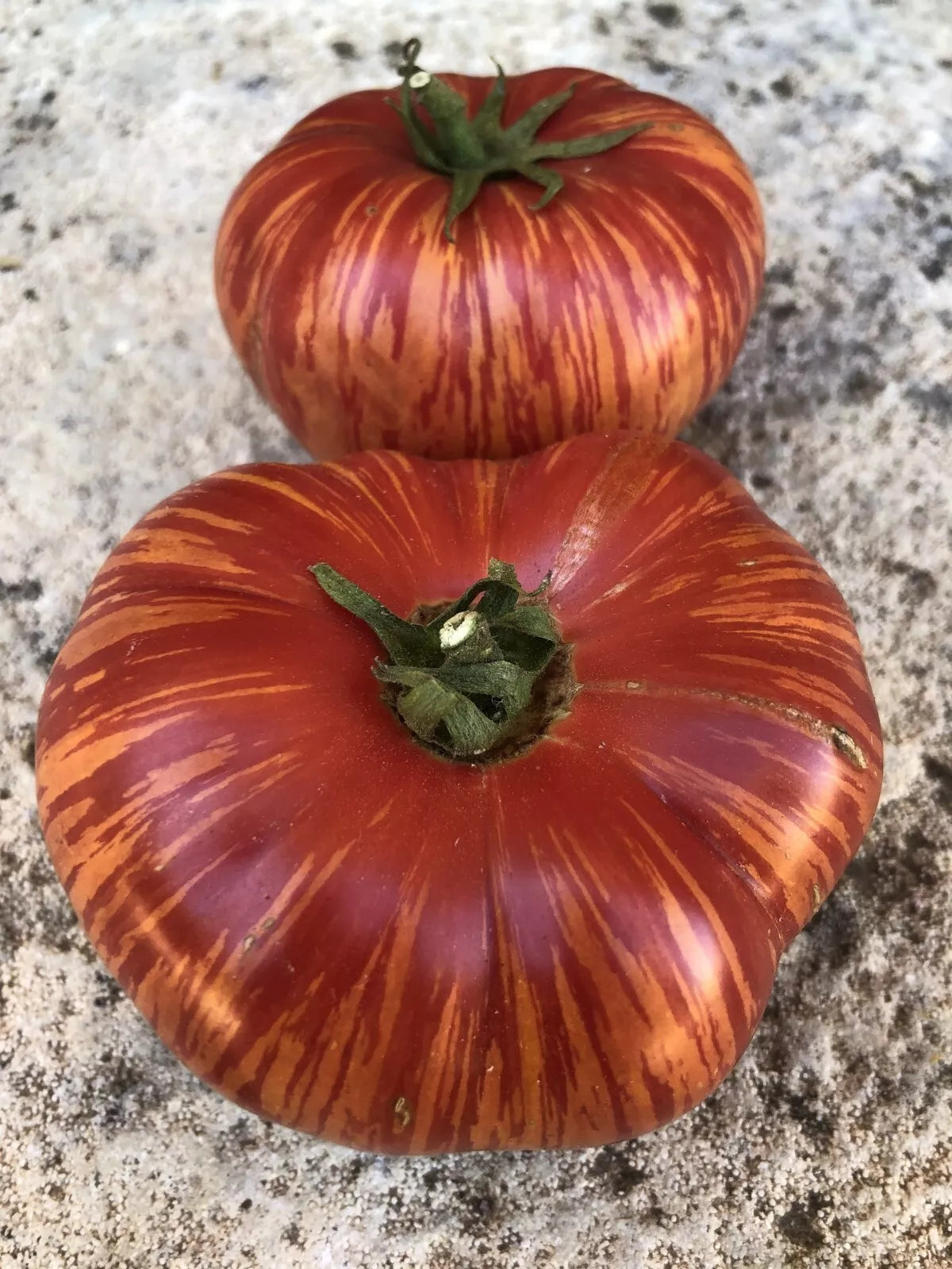 Vintage Wine Tomato Seeds - 20 Pack - Rare Heirloom, Non-GMO, Potato Leaf - Solanum lycopersicum - Free Shipping