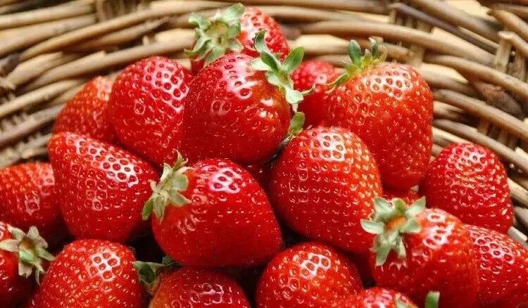 Sweet Strawberry Seeds - 150 Count - Fragaria × ananassa - Ideal for Home Gardens & Organic Growing