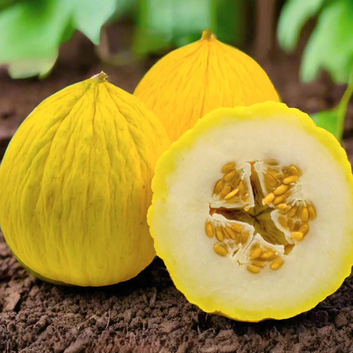 Golden Beauty Casaba Melon Seeds - Heirloom Sweet White Flesh - Cucumis melo - Perfect for Home Gardens - 25 Seeds Packet