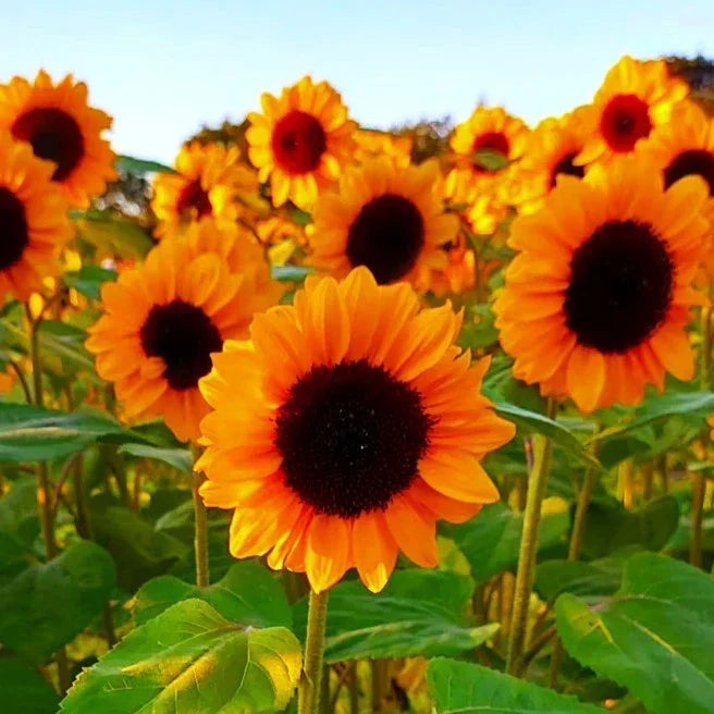 Sunflower Seeds Packet - Spendor F1 Orange Hybrid - Helianthus annuus - Non-GMO - 2025 Planting