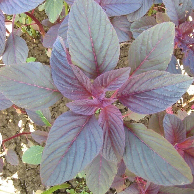 Red Amaranth Seeds - 2000+ Non-GMO Red Garnet Variety | Amaranthus cruentus | Vibrant Red Leaves for Garden & Culinary Use