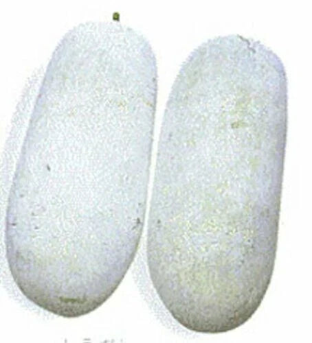 20 Wax Gourd Seeds - Fuzzy Winter Melon, Benincasa hispida, Non-GMO, Home Garden Vegetable Seeds, Free Shipping