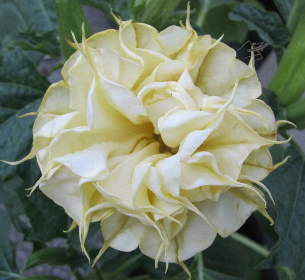 10 Double Lemon Rose Angel Trumpet Seeds | Brugmansia Datura | Flower Seeds | USA Grown | Fragrant Garden Blooms
