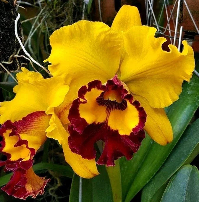 Cattleya Orchid Plant 4.5" Pot Rlc Liu's Joyance Near Blooming Size Cattleya Hybrid