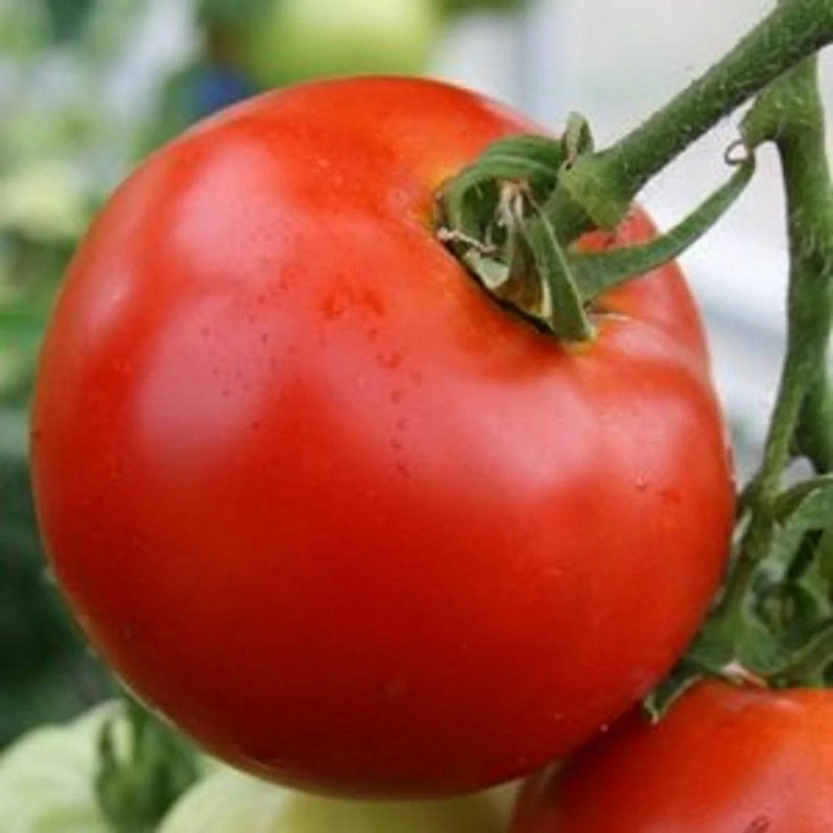 Abe Lincoln Tomato Seeds, 30 Count, Heirloom, Non-GMO, Organic, Solanum lycopersicum