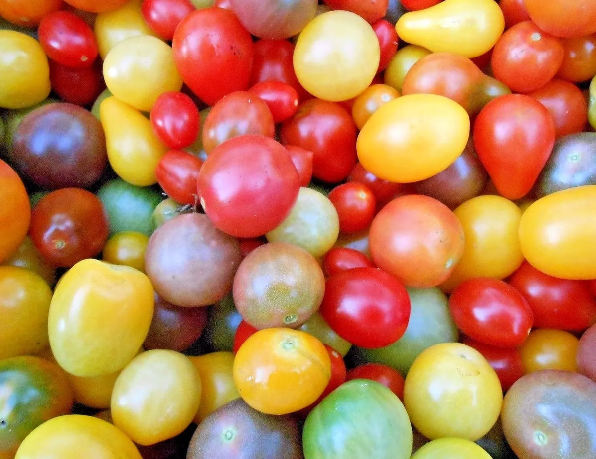 Rainbow Cherry Tomato Seeds - Organic Non-GMO Heirloom Variety (Solanum lycopersicum) - 25 Seeds per Packet