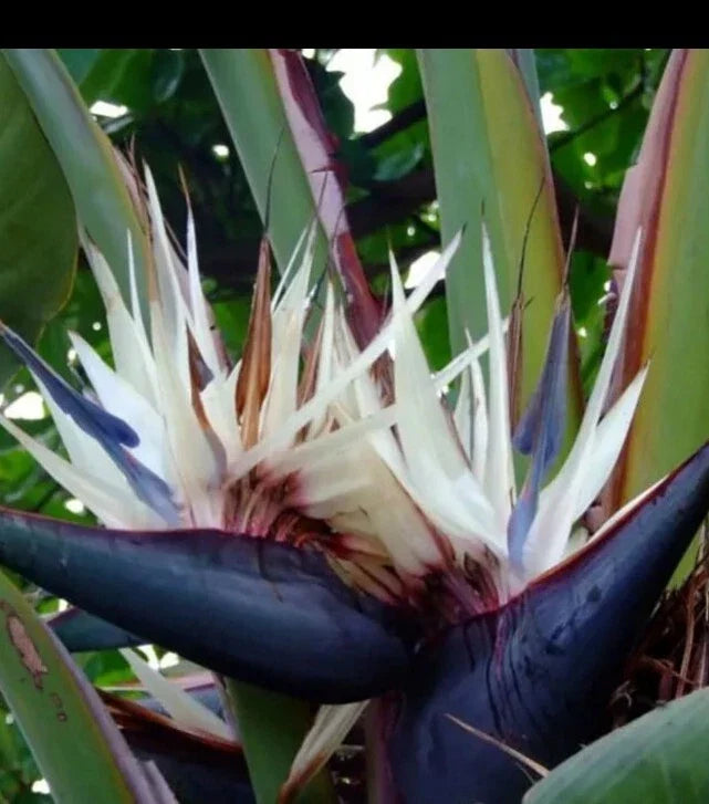 White Bird of Paradise Plant - 12 Inch Strelitzia Reginae in Quarter Pot - Indoor Tropical Foliage for Home Decor