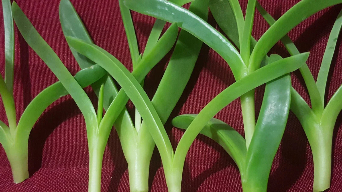 Live Ice Plant Cuttings - 6 Cuttings 3" to 4" Long - Delosperma Coastal Pig Face Succulent for Drought-Tolerant Gardens