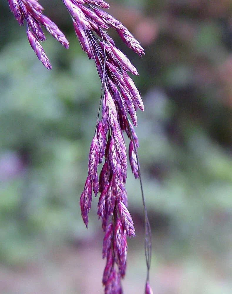 Purpletop Tridens Grass Seeds - 1 lb Pack - Purpletop Variety (Tridens flavus) for Landscaping and Gardening